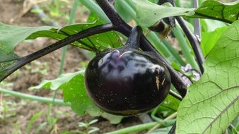 eggplant on a plant