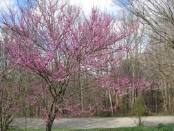 Red bud trees is blossoming