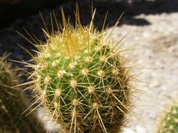 brown cactus