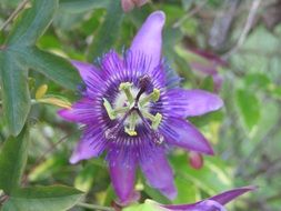 flowers flowering close-up on blurred background