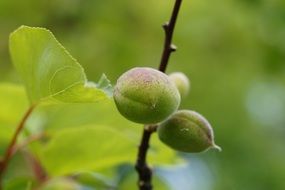 unripe green fruits on a tree