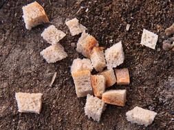 bread crumbs on the ground
