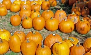 orange round pumpkins on the ground