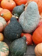 Different types of pumpkins