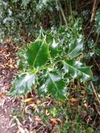 Holly leafes in nature