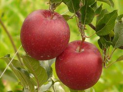 a pair of red apples on a tree