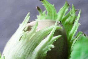 green hazelnut close up