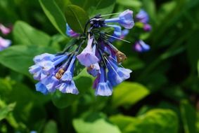 blooming blue wildflowers and green leaves