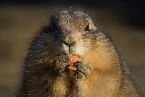 Prairie dog is eating a carrot close-up on blurred background