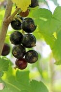 Berries of a black currant on a bush