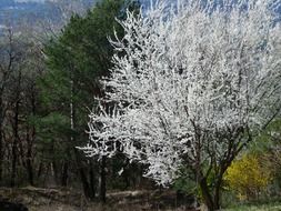 landscape of forest with white tree