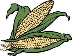 two corn cobs, illustration