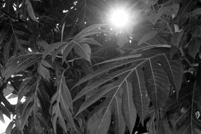 vegetation black and white foto