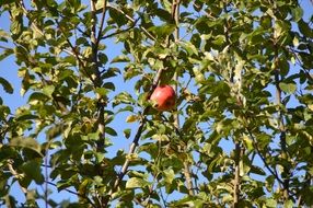 incredibly tasty apple on tree
