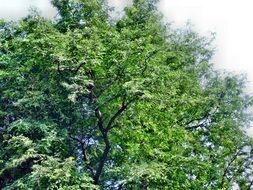 huge green bush in nature