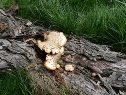 fungi growing on fallen tree trunk
