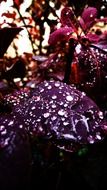 Water droplets on the leaves of plants