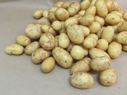 A lot of the young potatoes