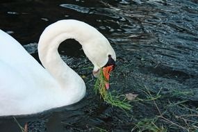 White swan eating grass
