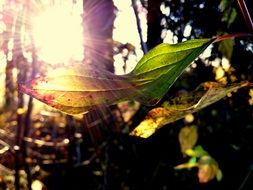 sun rays through the leaves in the forest