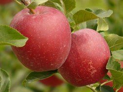 red apples on an apple tree