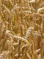 gold ears of wheat