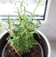 kitchen herbs in a flower pot on the windowsill