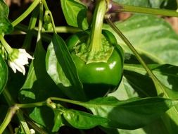 closeup picture of green new bell pepper on plant