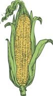 painted yellow corn cob