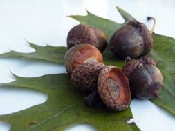 acorns on the oak leaf
