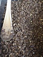 Roasted pumpkin seeds