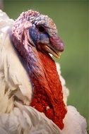 turkey head on green background