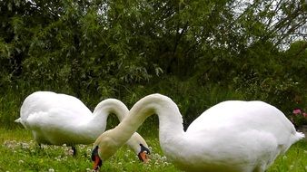 two white swans are eating grass in a meadow