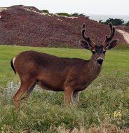 brown deer among the dunes