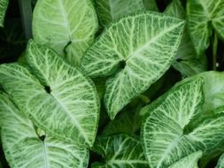 fresh and beautiful green leaves