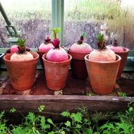 beets planted in flower pots in a greenhouse