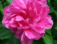 pink peony on a stalk