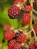 red unripe blackberrie close-up