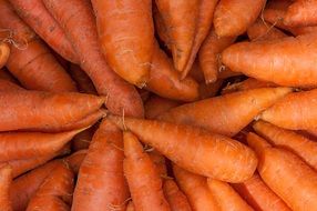 fresh organic carrots close-up