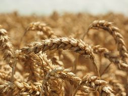 mature wheat spikes