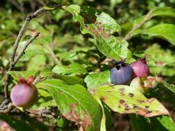 forest blueberry