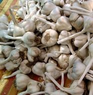 organic spice garlic closeup