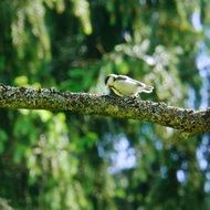 little bird on a tree in summer