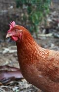 chicken bird on blurred background