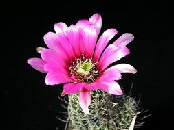 bright purple cactus flower