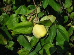 quince pome fruit sunny closeup