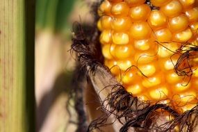 corn on the cob close up shot