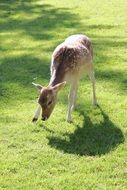 roe deer on a pasture on a sunny day