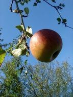 red-green apple under the sun on a branch