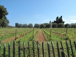 Vineyard in the countryside